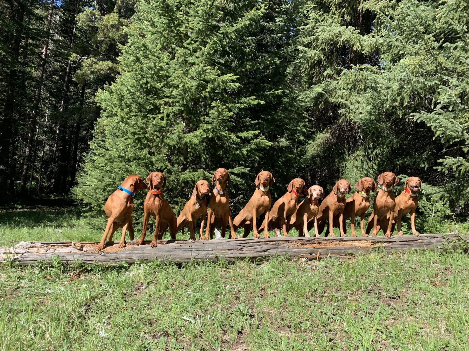 11 Vizslas all lined up!