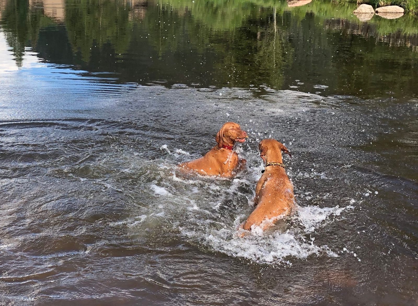 Cheeky and Halo swimming